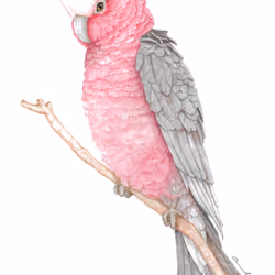 Galah