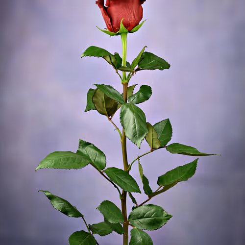 Radiant Gray Rose.