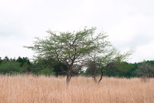 Item #99400781965356512017586416737333400682659956935423818943458207237806722383873 Media