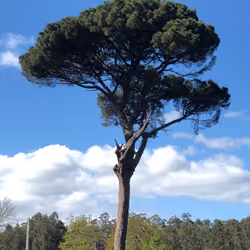 arbol 11