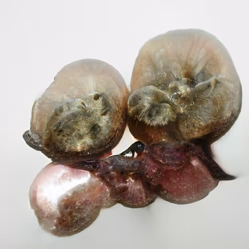 Item #4750064852715738149564930854294668621974194112560083604087537553855429476353 Media