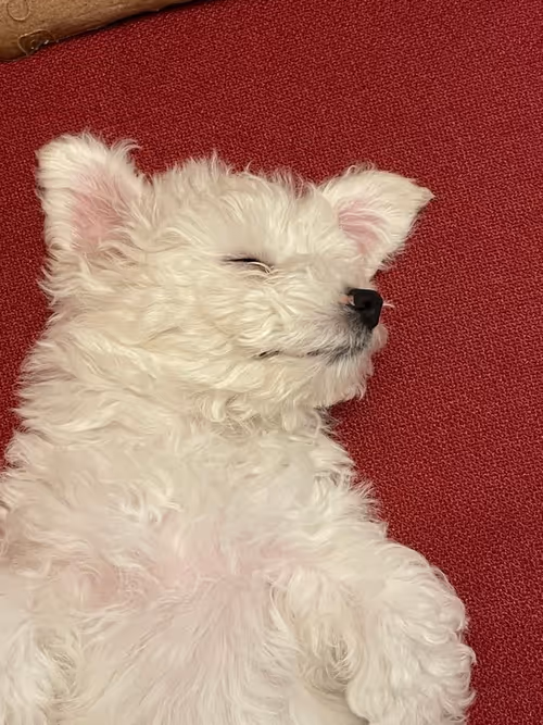 Item #92188154447738359772413004813718772154736865796929570439624112340950593830913 Media