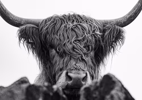 Item #96661707284894299444635219906598425654694917167299737376541026847286745890916 Media