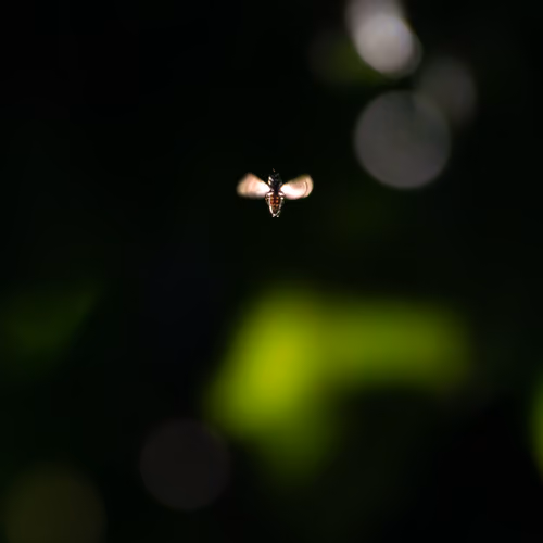 The Fly