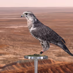 5362693153686757663037229957776630052012240176014263673100968337705573285889