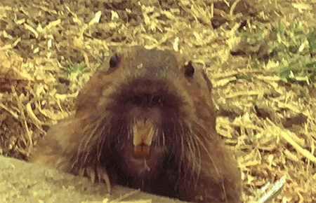 59132355562186324700850821844442436394047262304885251221794294067781106139137