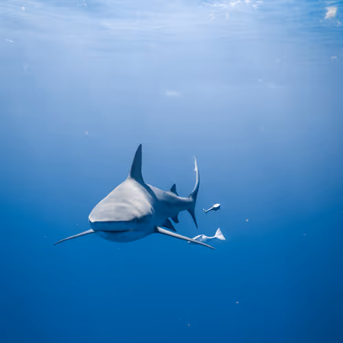 Underwater Explorers Collection