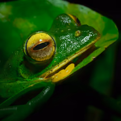 Pepe