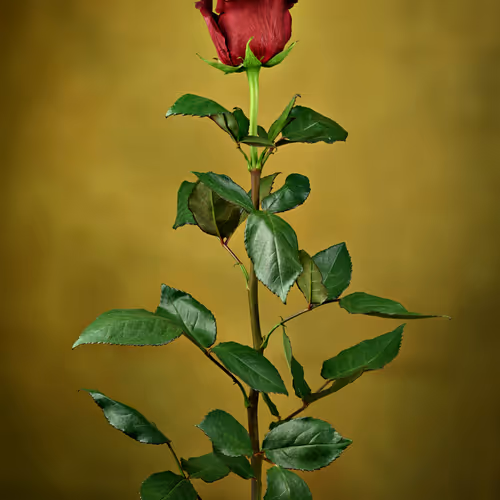 Ethereal Golden Rose.