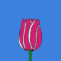 Dutch Tulip #7