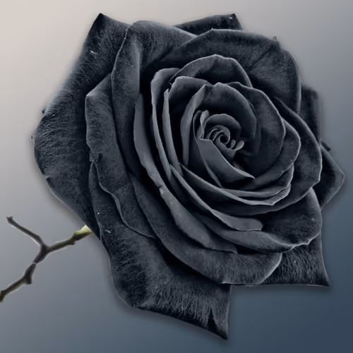 Shades of Gray
