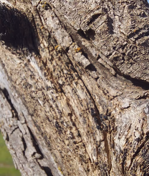 Item #15325810116410904457182632049332638599171406847873853039226074926971264958465 Media