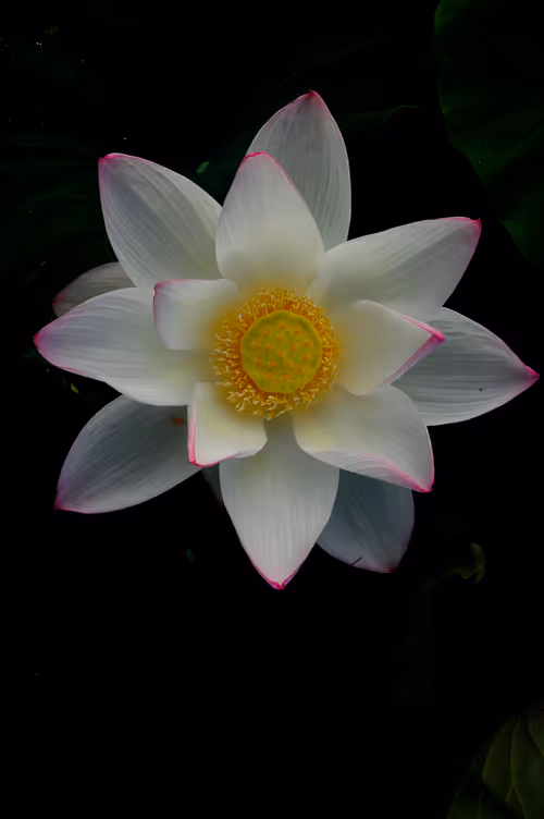 Item #15286439154353413258560728673590493507949724092509999987352070343906190950401 Media