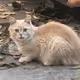 Animals 1of1