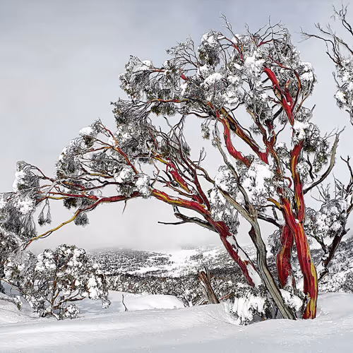 Snowgums of Perisher No. 1