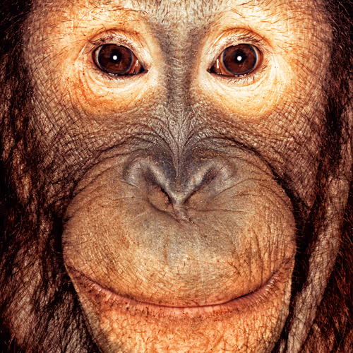 109162157552346088047496633038404394118504199992061596446112929741469617487873