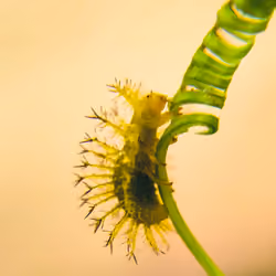 #13 Yellow Spiky 