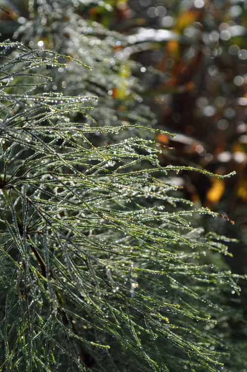 Item #101426067168456299143937339553149324000020213380678368810473940527531121704961 Media