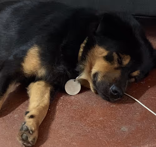 Item #56055091060271351536523847984853154360378800009370414984463609019587750789121 Media