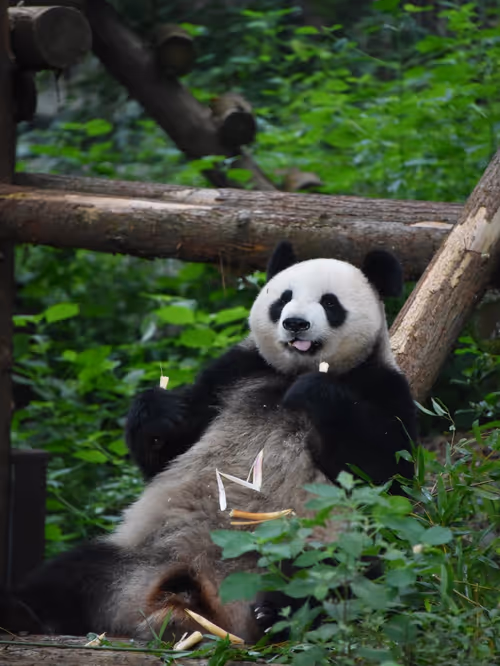 Item #114897420147735578996875144627115122561638223557948297077066948215721343057921 Media