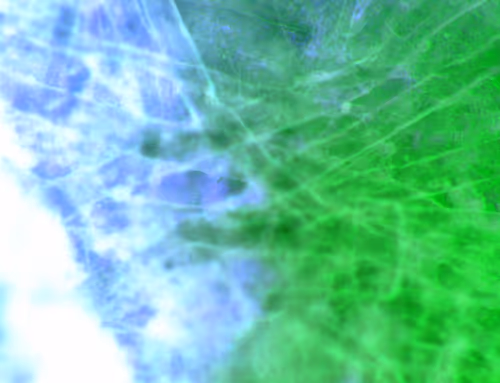 Item #71646257518770613568983710813551014237803002136866425209291834384734866112513 Media