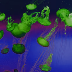Jelly Fish Earth Bound