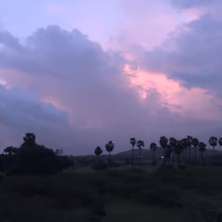 Palm Trees - Sky