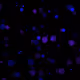 25649094501816075694413975206031788316335733592282981592727159263457399799809