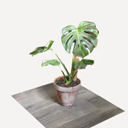 Monstera Deliciosa (Teenager)