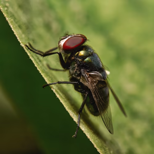 insectography #20