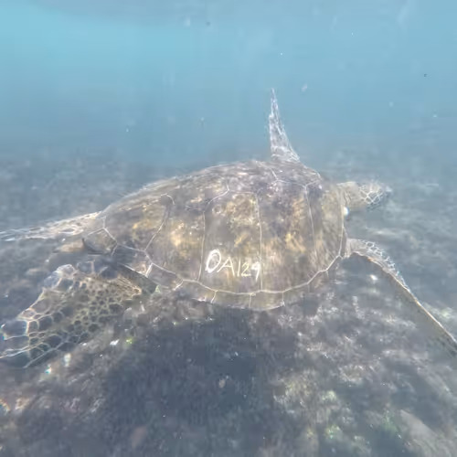 brand1345 Collection