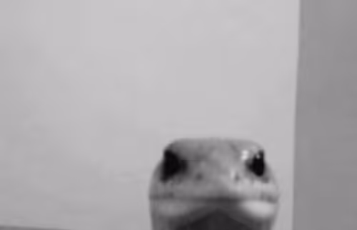 Item #110704310793550437700518101588160335030403418549768874401263447267716838195201 Media