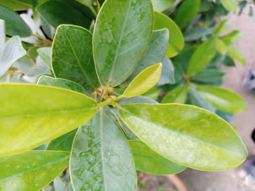 Item #79063397504731703382946061075517679501319730879772348753632652930131119046657 Media