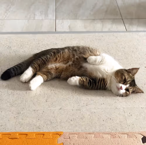 Item #506614017608188570824604822011872825915664813029036437365082866030154350593 Media