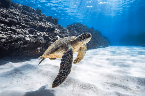 Item #99926930229538675438917090631619995362212113699001151744757174470528269811812 Media