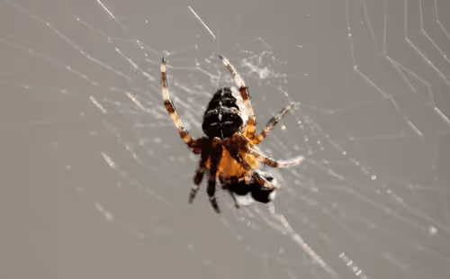 51124555051901614330264480006545612592022390906904121289505624540418492334081