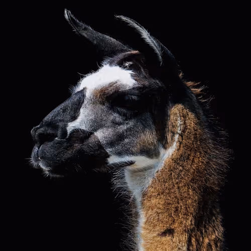 Lama #01
