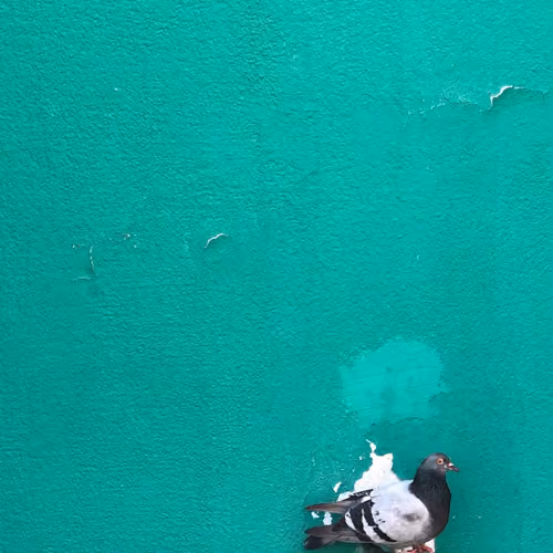 Pigeon contemplating the reality