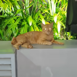 Laser-eyes kitty