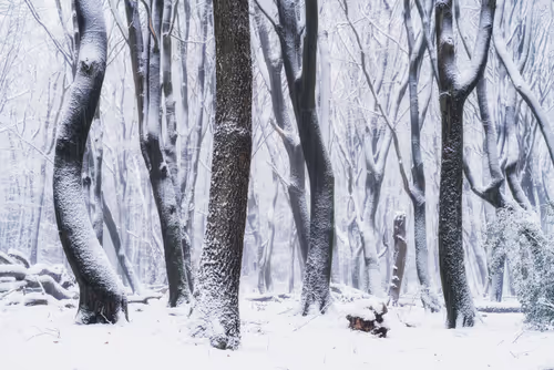 Item #55403408665547609189092792610750107765895786822855229620827418936065226964993 Media