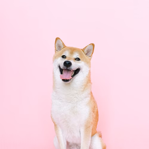 Rosa Shiba Dog #47