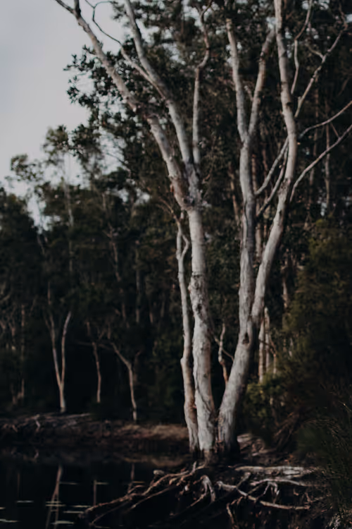 Item #69040073891214831280886932424473030374567714809406336965471043853485843939329 Media