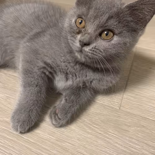 Untitled Collection #23487314