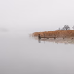 Reed #7