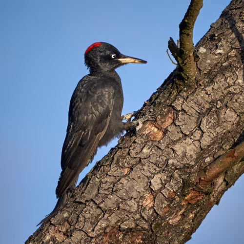 Item #12160110510412005592118154481530116219038097852591221255107531176033178877953 Media