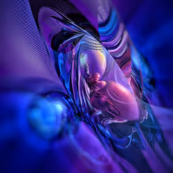 The embryo