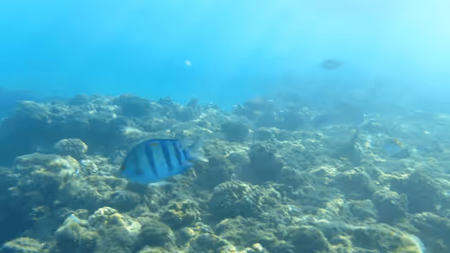 Item #32522392328516293709208538786472574869311995244495637720412795666242031583237 Media