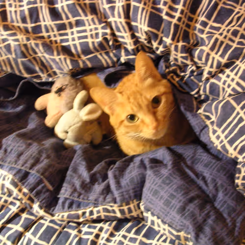 My Lazy Cat