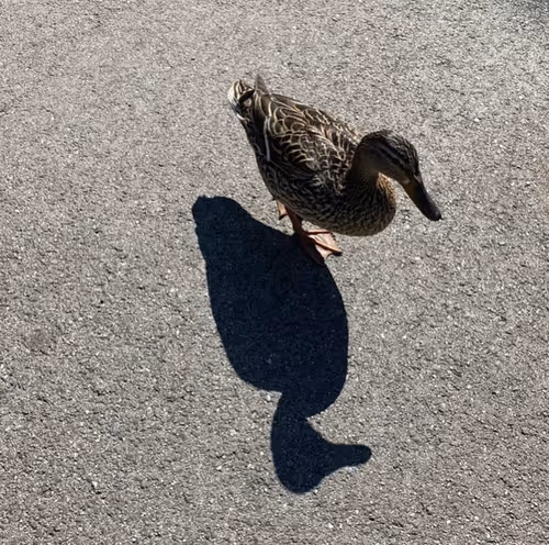 Item #73945839249593071298904990862278828638684042126007846426916140993969607671818 Media