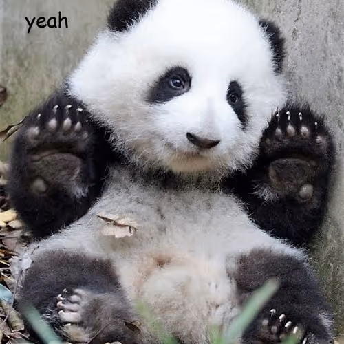 Paws Up Panda #1